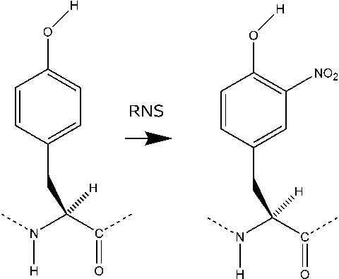 Nitration of Tyrosines